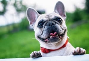 Dog Breeders Should Know About Their Website Design
